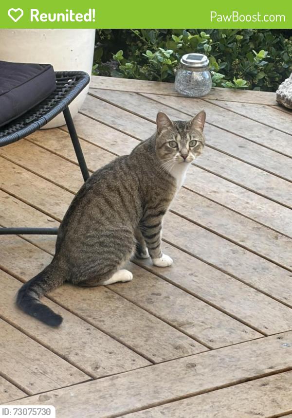 Reunited Female Cat last seen Mavis and Derry , Mississauga, ON L5W