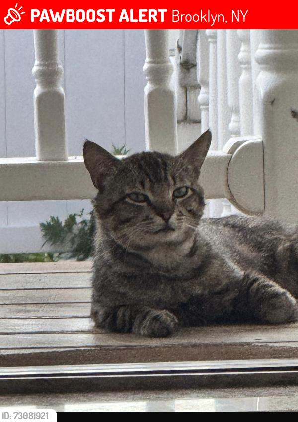 Lost Male Cat last seen Near street, Brooklyn, NY 11214
