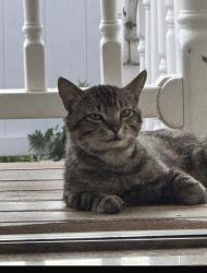 Lost Male Cat last seen Near street, Brooklyn, NY 11214