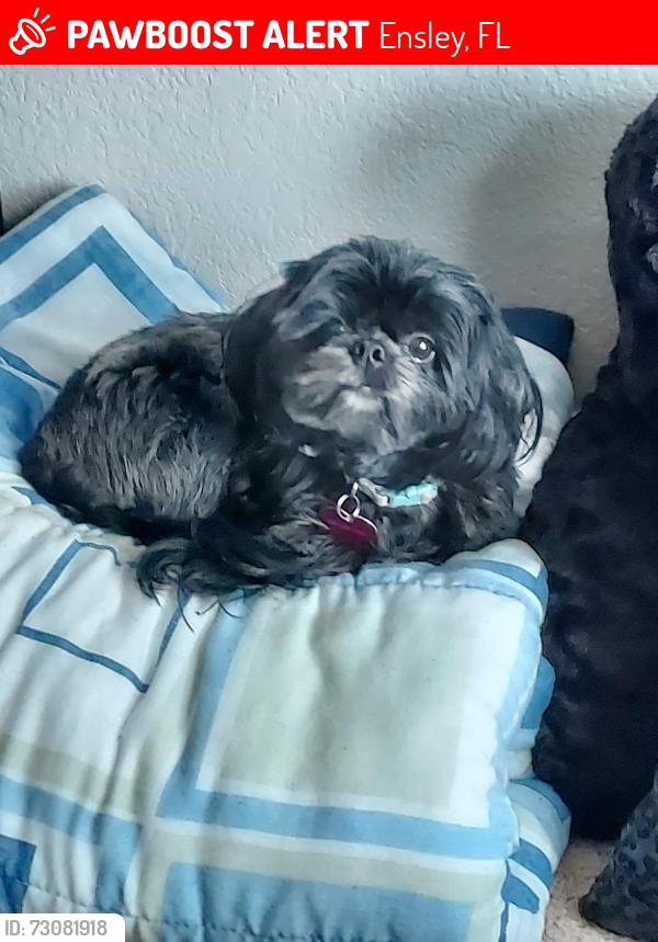Lost Female Dog last seen N Detroit Ave, Ensley, FL 32534