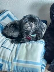 Lost Female Dog last seen N Detroit Ave, Ensley, FL 32534