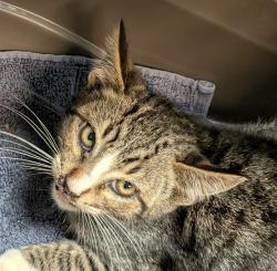 Shelter Stray Male Cat last seen Near Tebo Court, San Diego, CA, 92154, 5500 Gaines St, San Diego, CA 92110, USA