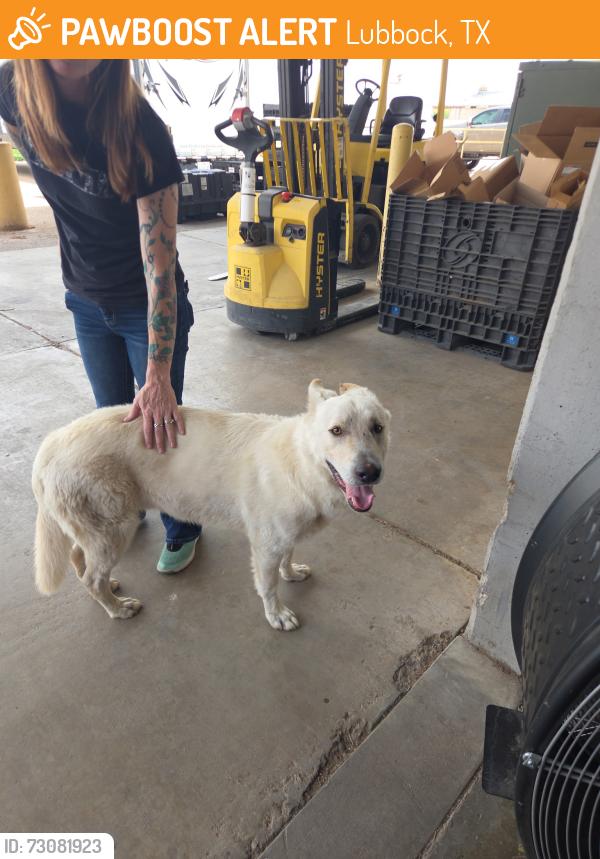 Found/Stray Male Dog last seen Near Huron ave, Lubbock, Lubbock, TX 79407