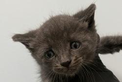Shelter Stray Male Cat last seen Near S Siena Street, San Diego, CA, 92114, 5500 Gaines St, San Diego, CA 92110, USA