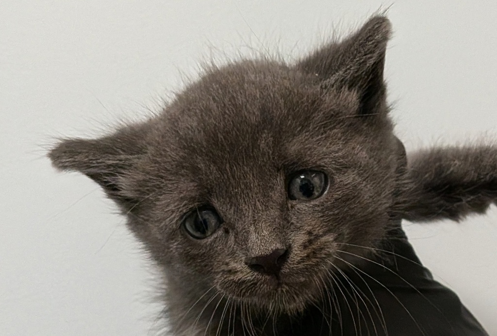 Shelter Stray Male Cat last seen Near S Siena Street, San Diego, CA, 92114, 5500 Gaines St, San Diego, CA 92110, USA
