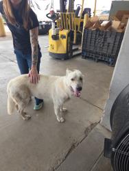 Found/Stray Male Dog last seen Near Huron ave, Lubbock, Lubbock, TX 79407