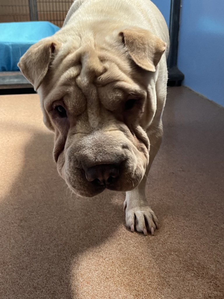 Shelter Stray Female Dog last seen Westinghouse Street, San Diego, CA, 92111, 5500 Gaines St, San Diego, CA 92110, USA
