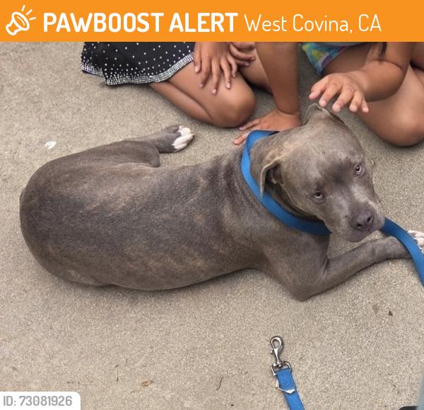 Found/Stray Female Dog last seen Rowland, West Covina, CA 91791