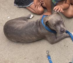Found/Stray Female Dog last seen Rowland, West Covina, CA 91791