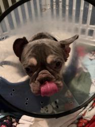 Found/Stray Female Dog last seen Prewett ranch drive and deer valley, Antioch, CA 94531