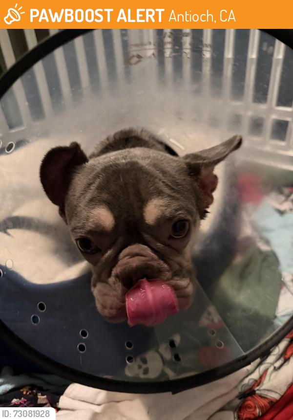 Found/Stray Female Dog last seen Prewett ranch drive and deer valley, Antioch, CA 94531