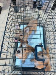 Shelter Stray Female Dog last seen FM 812 & Doyle Rd, DEL VALLE, TX, 78617, 7201 Levander Loop bldg a, Austin, TX 78702, USA