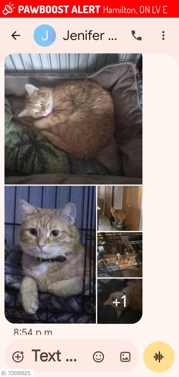 Lost Male Cat last seen Upper gage and concession , Hamilton, ON L8V 1E3