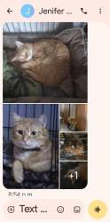 Lost Male Cat last seen Upper gage and concession , Hamilton, ON L8V 1E3