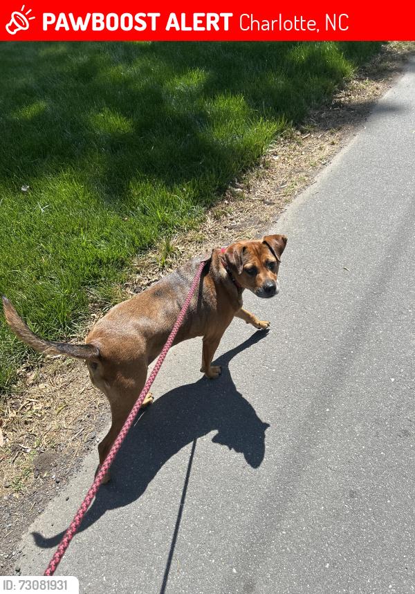 Lost Female Dog last seen Randolph and Hunter, Charlotte, NC 28211