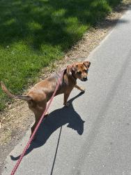 Lost Female Dog last seen Randolph and Hunter, Charlotte, NC 28211