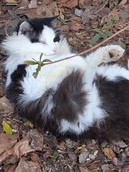Lost Male Cat last seen Elsie grow, Walland, TN 37886