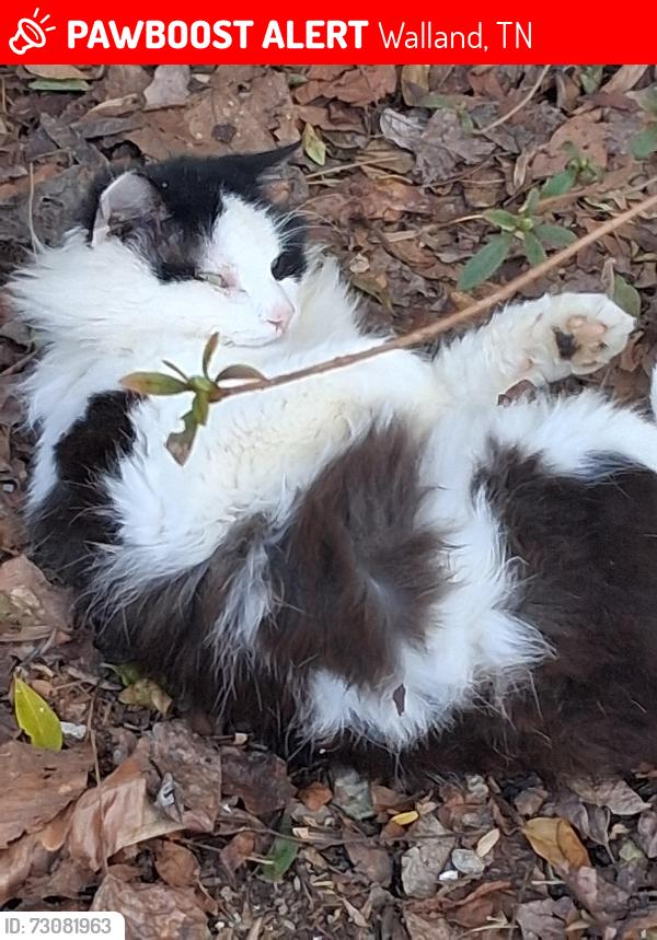 Lost Male Cat last seen Elsie grow, Walland, TN 37886