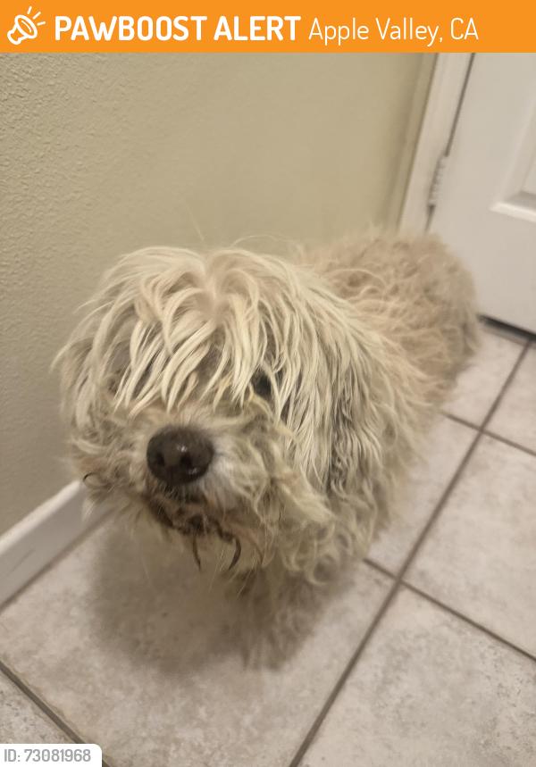 Found/Stray Unknown Dog last seen Sedona Rd, Apple Valley, CA 92308