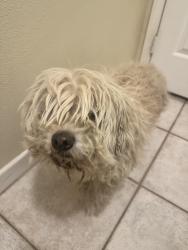 Found/Stray Unknown Dog last seen Sedona Rd, Apple Valley, CA 92308