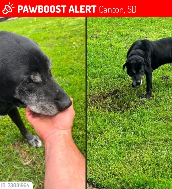 Lost Male Dog last seen West 4th, Canton, SD 57013