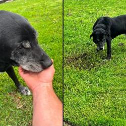 Lost Male Dog last seen West 4th, Canton, SD 57013