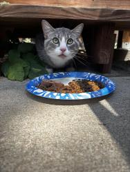 Found/Stray Unknown Cat last seen 6th and Laredo, Aurora, CO 80011