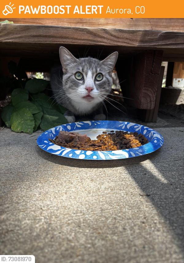 Found/Stray Unknown Cat last seen 6th and Laredo, Aurora, CO 80011