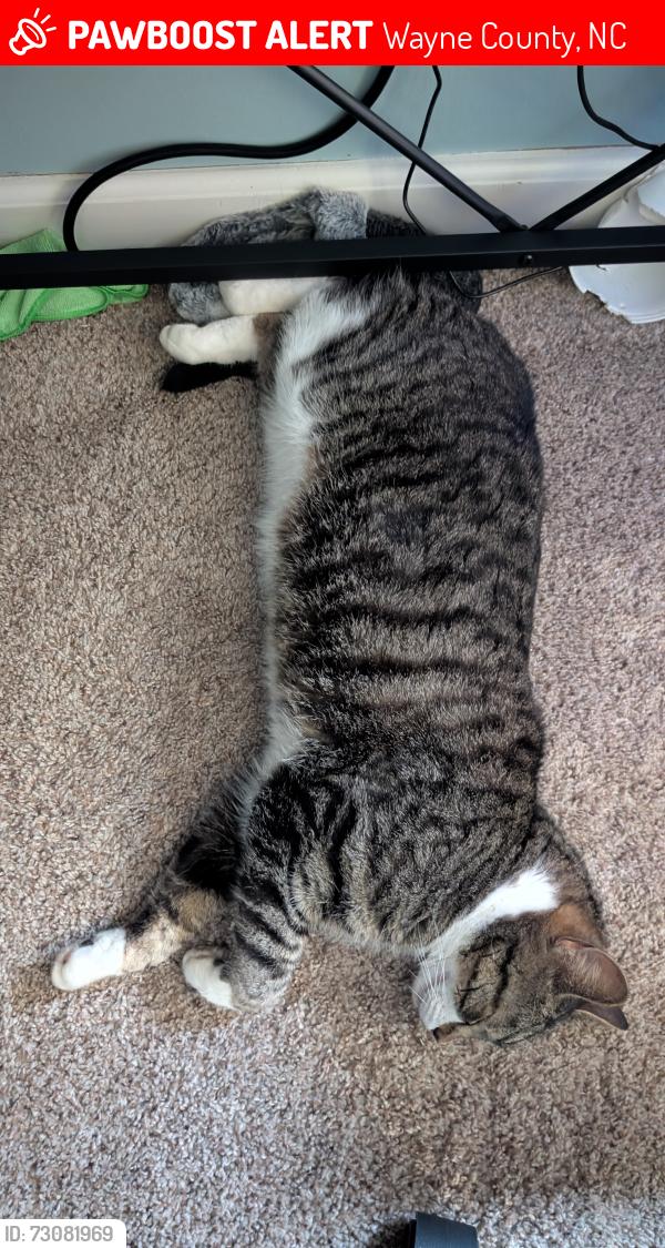 Lost Male Cat last seen 581/Gurley Dairy rd, Wayne County, NC 27863