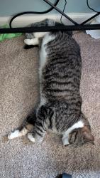 Lost Male Cat last seen 581/Gurley Dairy rd, Wayne County, NC 27863