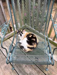 Lost Female Cat last seen Near post office!, Klondike, TX 75448