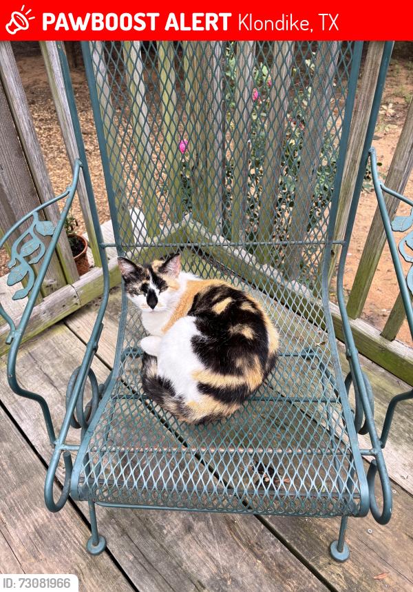 Lost Female Cat last seen Near post office!, Klondike, TX 75448