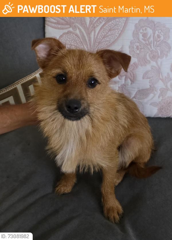 Found/Stray Male Dog last seen st. Martin diberville MS, Saint Martin, MS 39532