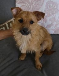 Found/Stray Male Dog last seen st. Martin diberville MS, Saint Martin, MS 39532