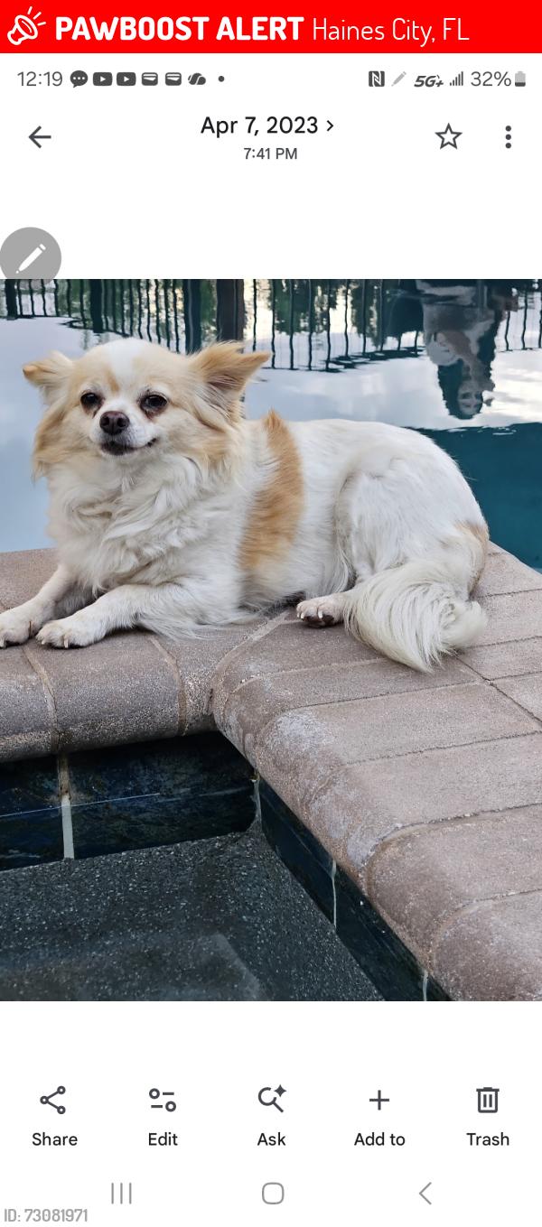 Lost Female Dog last seen E Johnson ave, Haines City, FL 33844