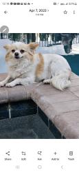 Lost Female Dog last seen E Johnson ave, Haines City, FL 33844