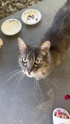 Found/Stray Unknown Cat last seen John Mgrdichian Park, Adelanto, CA 92301