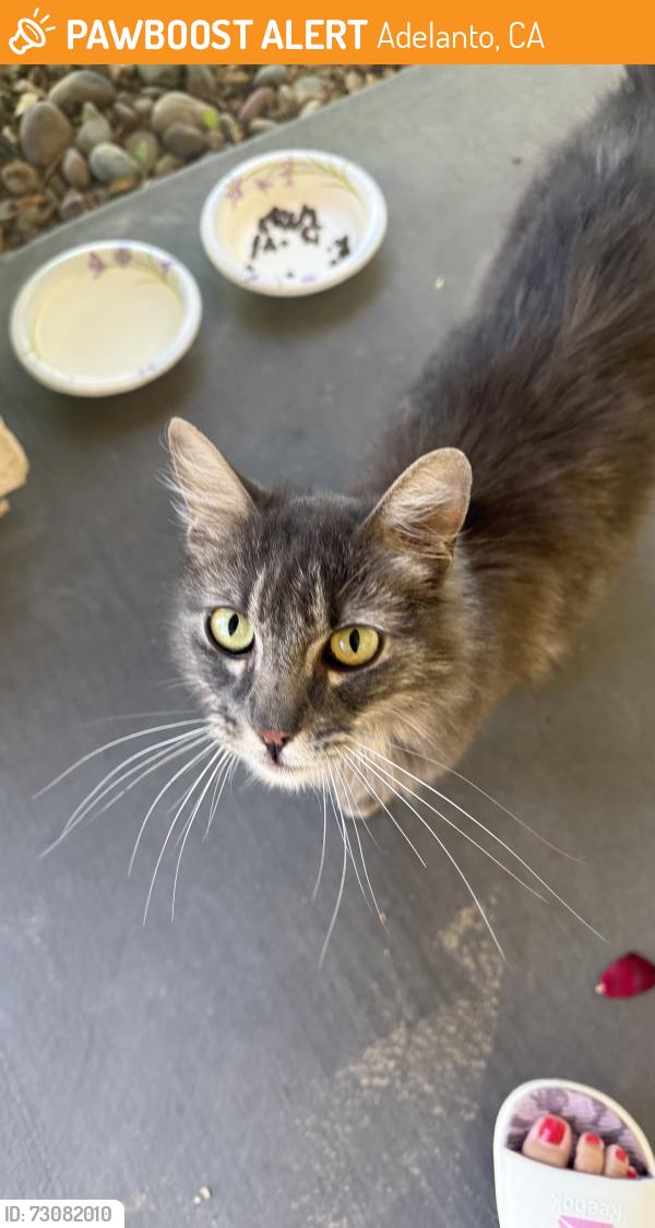 Found/Stray Unknown Cat last seen John Mgrdichian Park, Adelanto, CA 92301