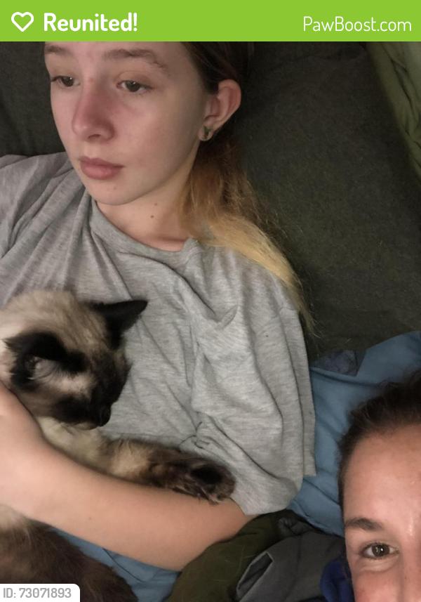 Reunited Female Cat last seen Villanova , San Jose, CA 95130