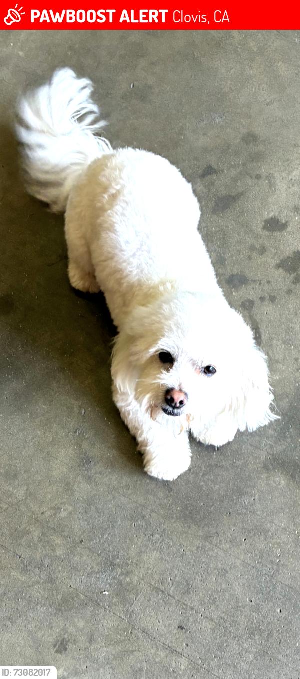 Lost Male Dog last seen Shaw and peach, Clovis, CA 93612