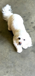Lost Male Dog last seen Shaw and peach, Clovis, CA 93612