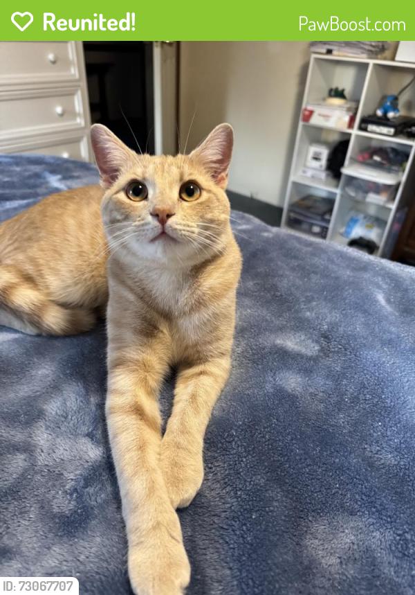 Reunited Male Cat last seen Near W Olive Rd, Clayton, NC 27520, USA, Clayton, NC 27520