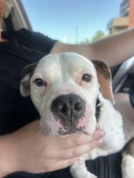 Found/Stray Female Dog last seen Idle hour rd, Kingsport, TN 37660