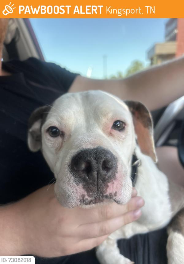 Found/Stray Female Dog last seen Idle hour rd, Kingsport, TN 37660