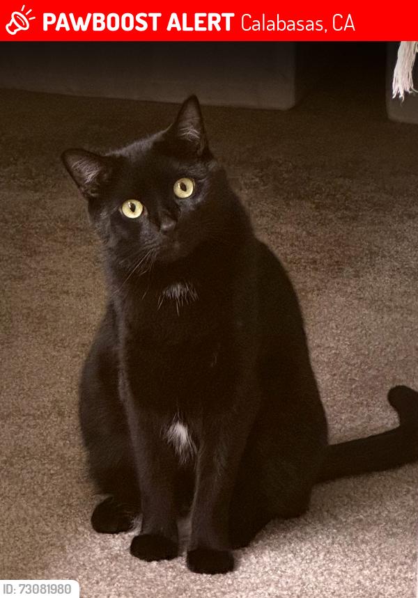 Lost Male Cat last seen Avalon apartments off of Lost Hills and Meadow Creek, Calabasas, CA 91302