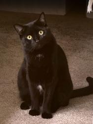 Lost Male Cat last seen Avalon apartments off of Lost Hills and Meadow Creek, Calabasas, CA 91302