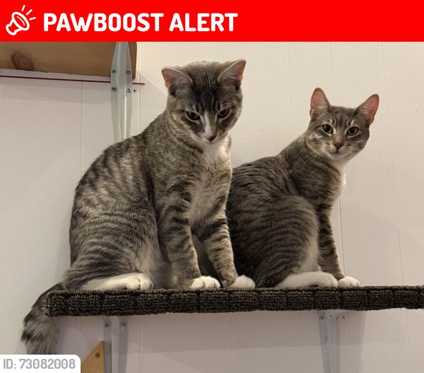 Lost Male Cat last seen 33rd Ave NE & NE 178th St. Possibly ventured down to NE 180th St., Lake Forest Park, WA 98155