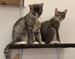 Lost Male Cat last seen 33rd Ave NE & NE 178th St. Possibly ventured down to NE 180th St., Lake Forest Park, WA 98155