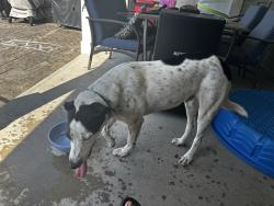Reunited Male Dog last seen Near overlook and clearview, Coplay, PA 18037