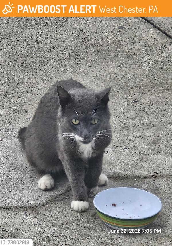 Found/Stray Unknown Cat last seen Behind Donohue Funeral Home Route 3 near Rt 352, West Chester, PA 19382
